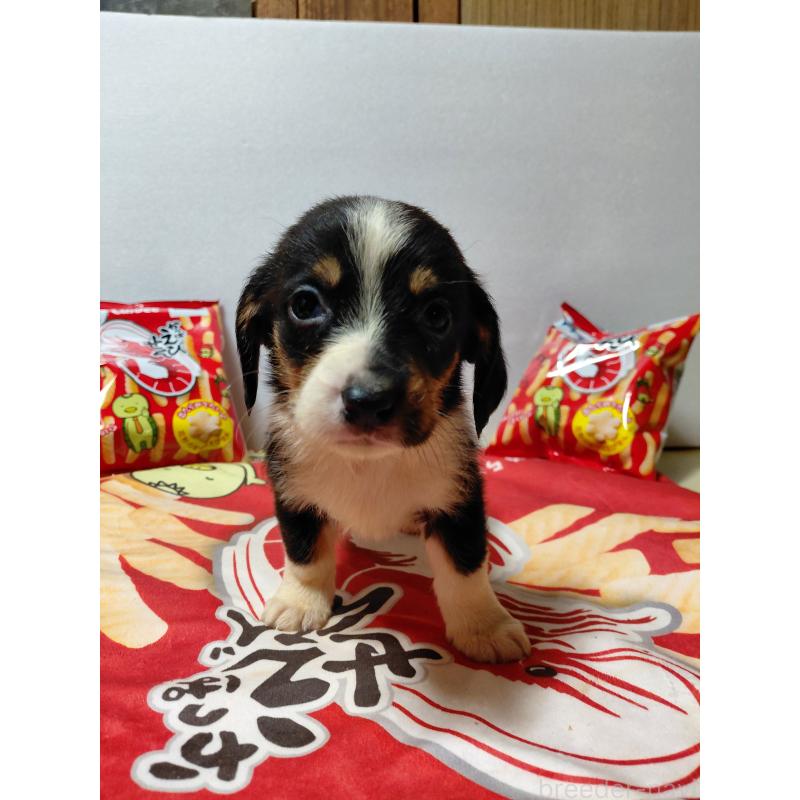 販売中の神奈川県のミックス犬-453333の8枚目