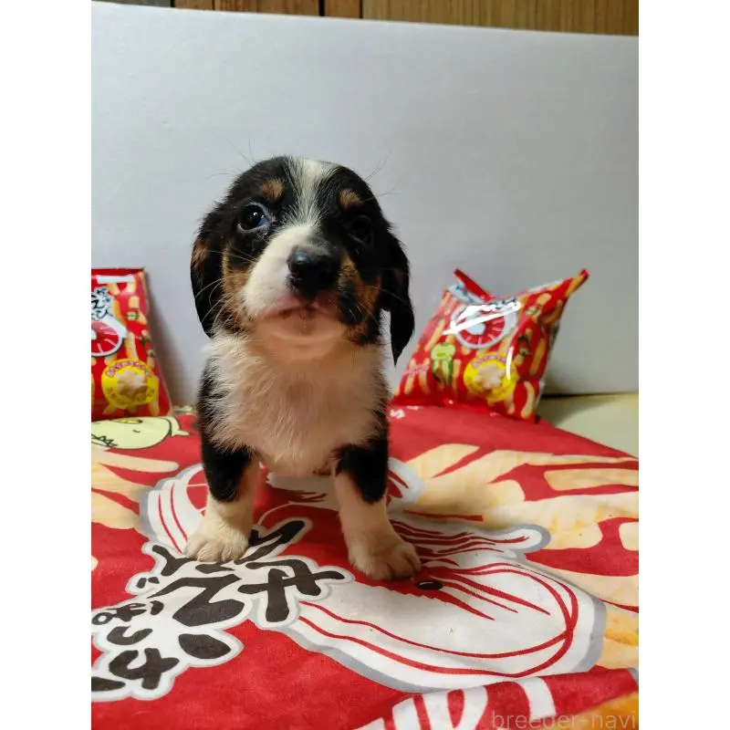 販売中の神奈川県のミックス犬-453333の7枚目