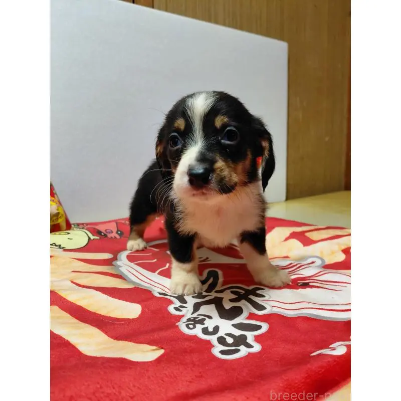 販売中の神奈川県のミックス犬-453333の6枚目