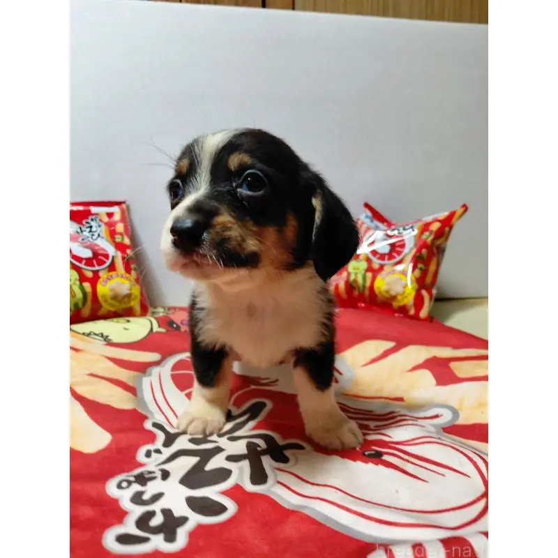 販売中の神奈川県のミックス犬-453333の5枚目