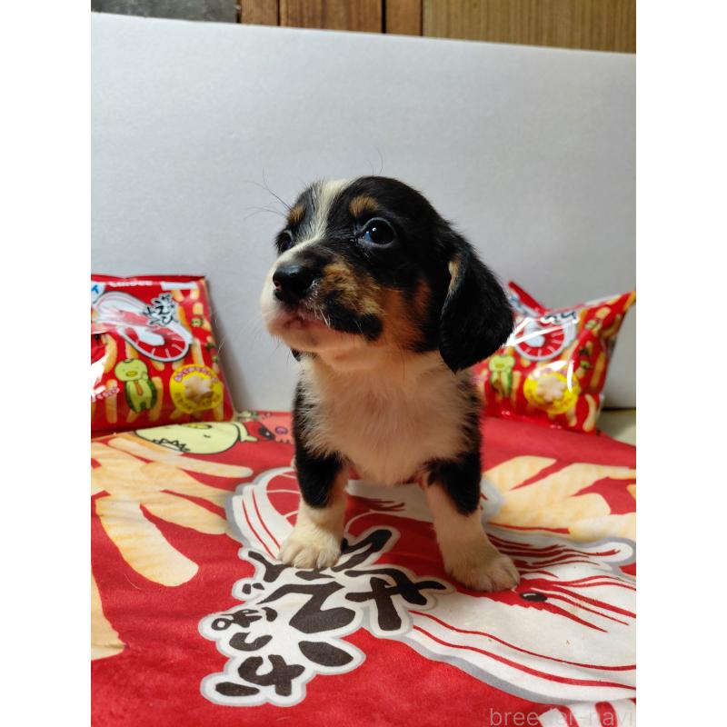 販売中の神奈川県のミックス犬-453333の4枚目