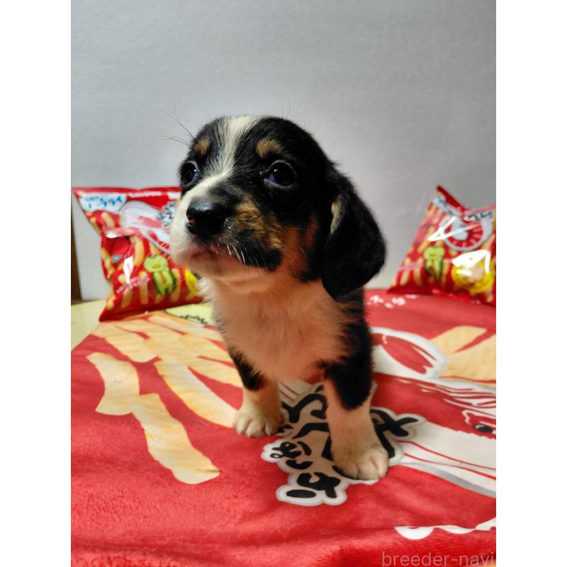 販売中の神奈川県のミックス犬-453333の3枚目