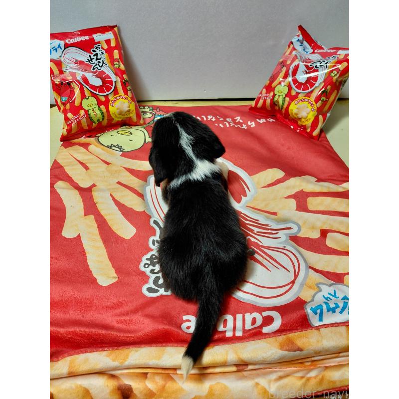 販売中の神奈川県のミックス犬-453333の2枚目