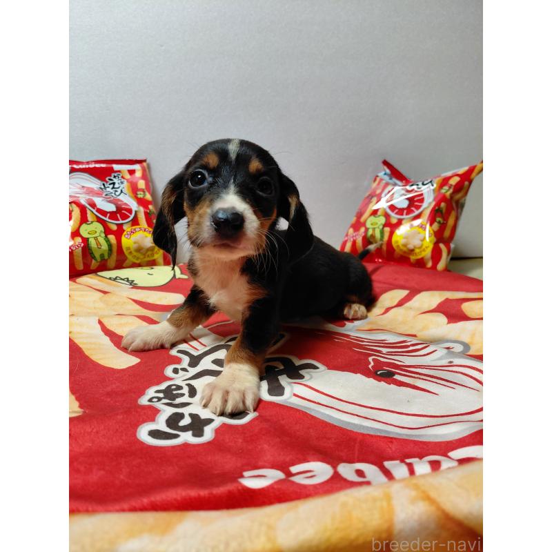 販売中の神奈川県のミックス犬-453334の15枚目