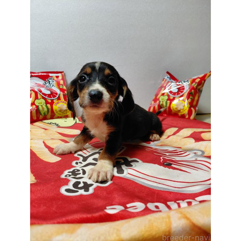 販売中の神奈川県のミックス犬-453334の14枚目