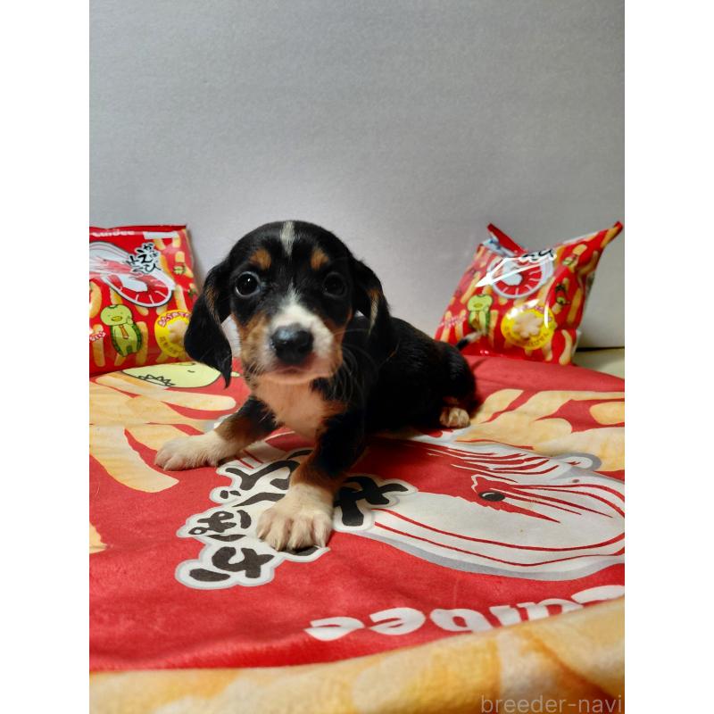 販売中の神奈川県のミックス犬-453334の13枚目