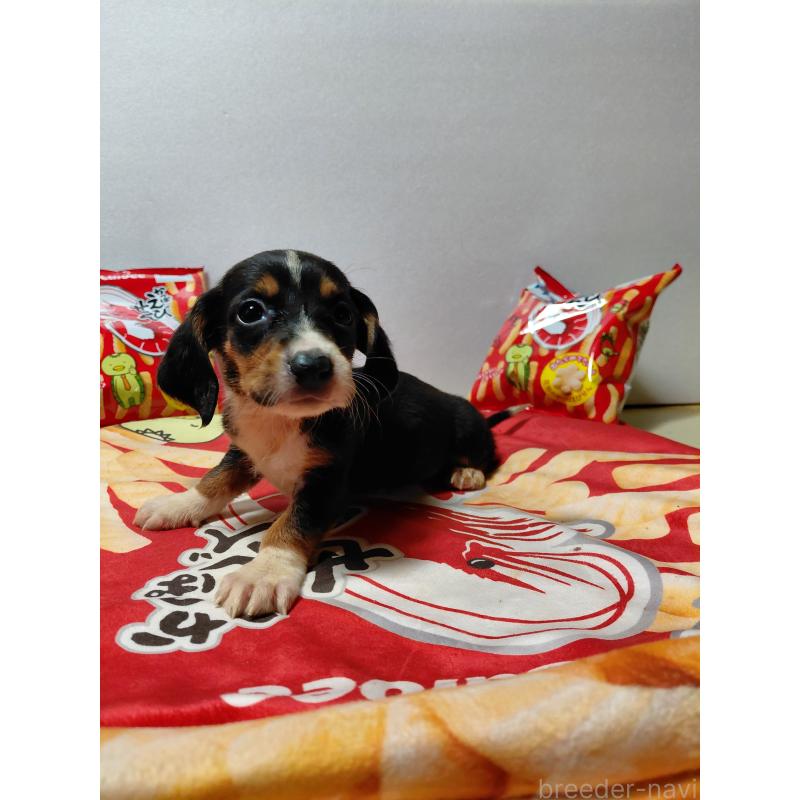 販売中の神奈川県のミックス犬-453334の12枚目