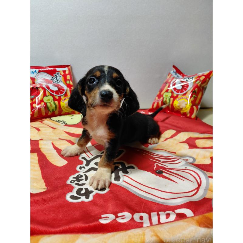 販売中の神奈川県のミックス犬-453334の11枚目