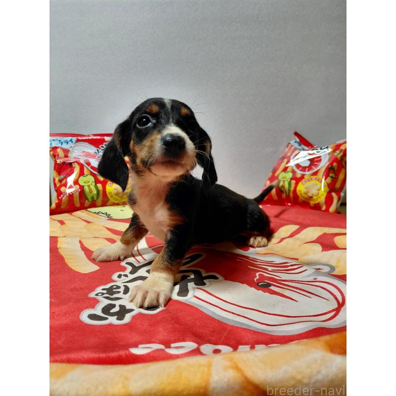 販売中の神奈川県のミックス犬-453334の10枚目