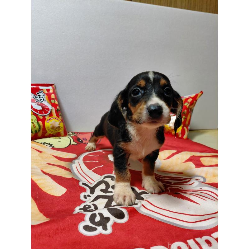 販売中の神奈川県のミックス犬-453334の8枚目