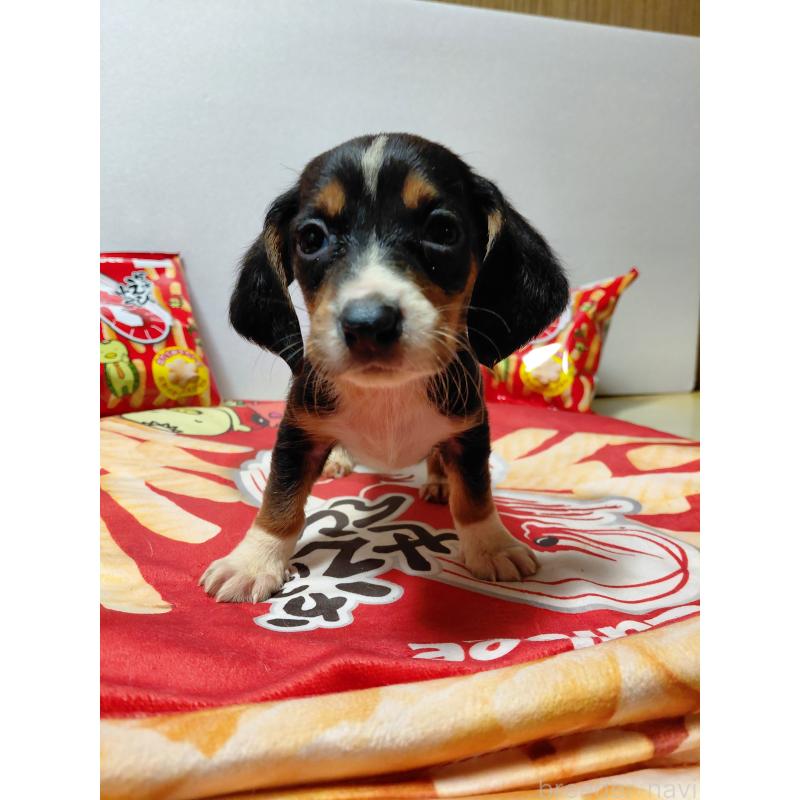 販売中の神奈川県のミックス犬-453334の7枚目