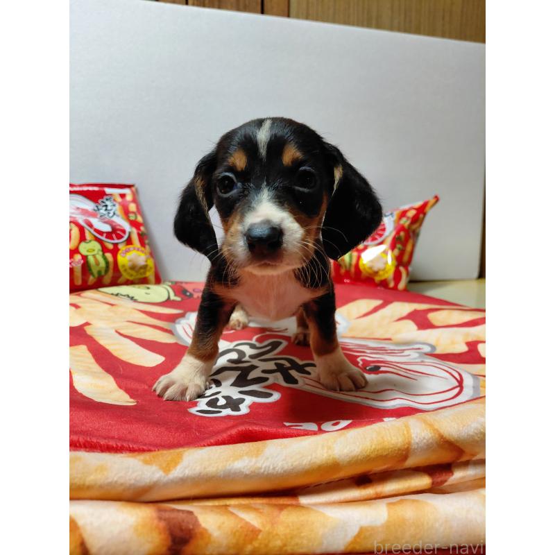 販売中の神奈川県のミックス犬-453334の6枚目