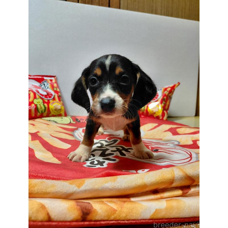 販売中の神奈川県のミックス犬-453334の5枚目