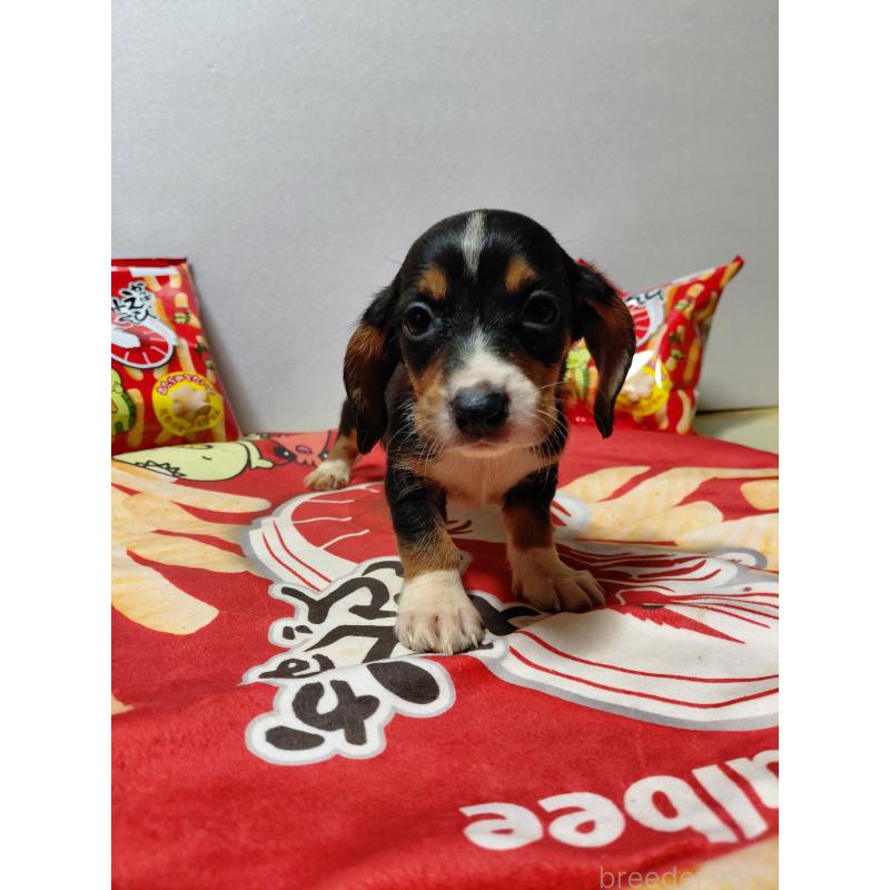 販売中の神奈川県のミックス犬-453334の4枚目