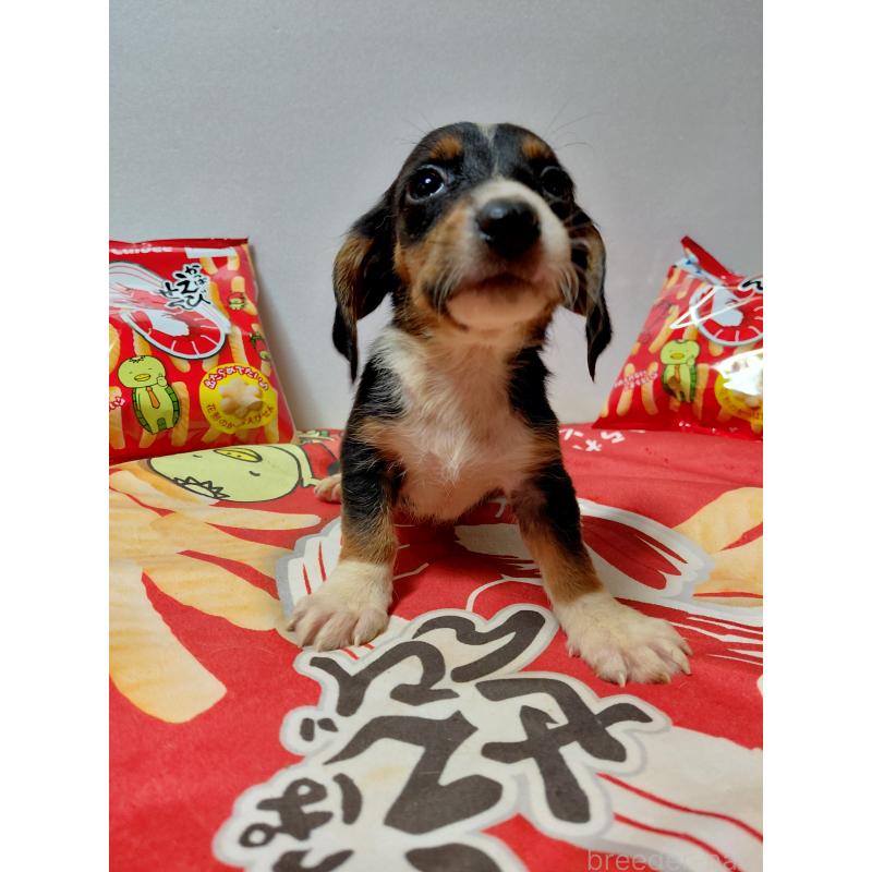 販売中の神奈川県のミックス犬-453334の3枚目