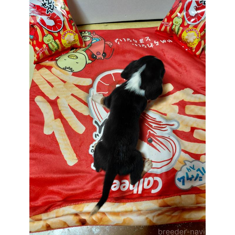 販売中の神奈川県のミックス犬-453334の2枚目