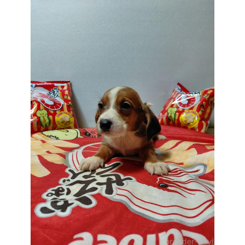 販売中の神奈川県のミックス犬-453335の15枚目