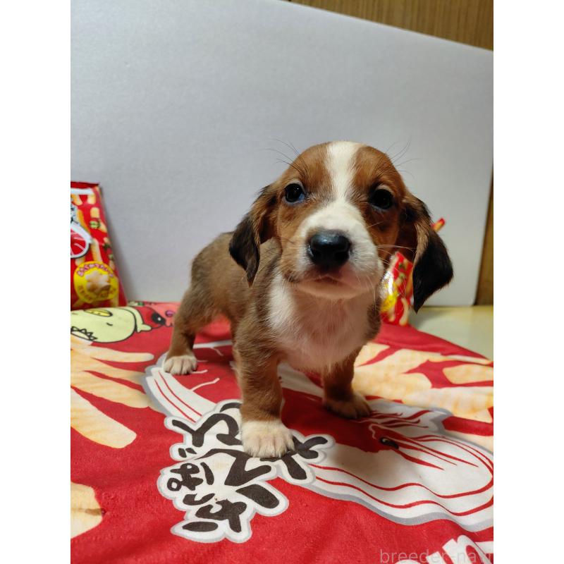 販売中の神奈川県のミックス犬-453335の14枚目