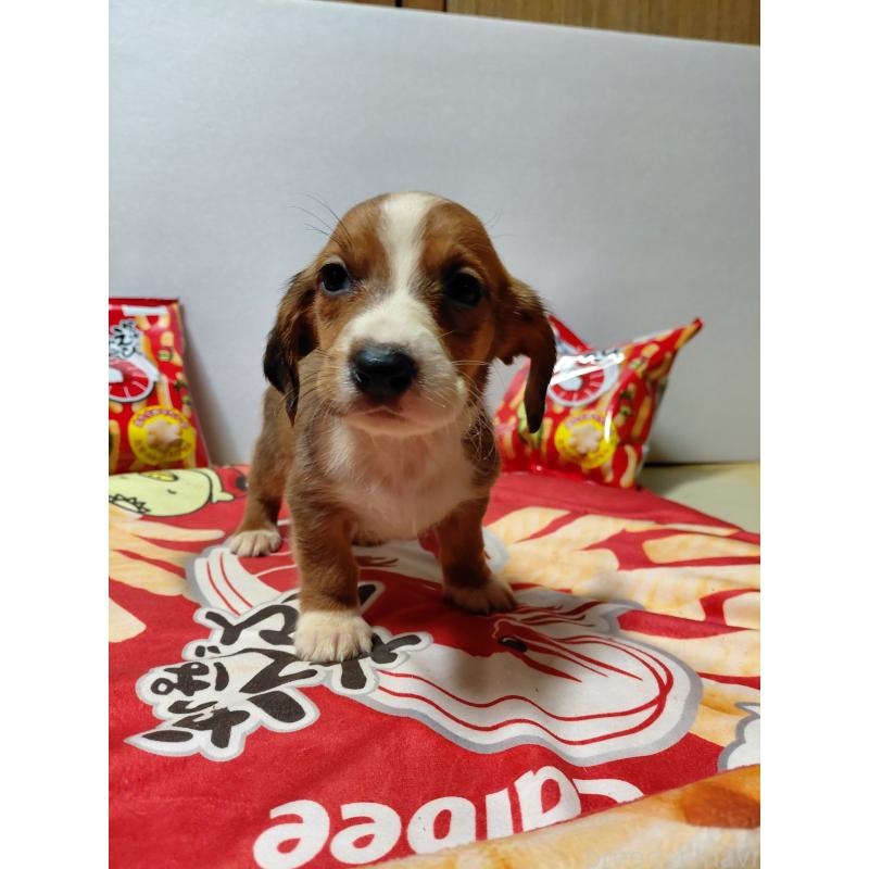 販売中の神奈川県のミックス犬-453335の12枚目