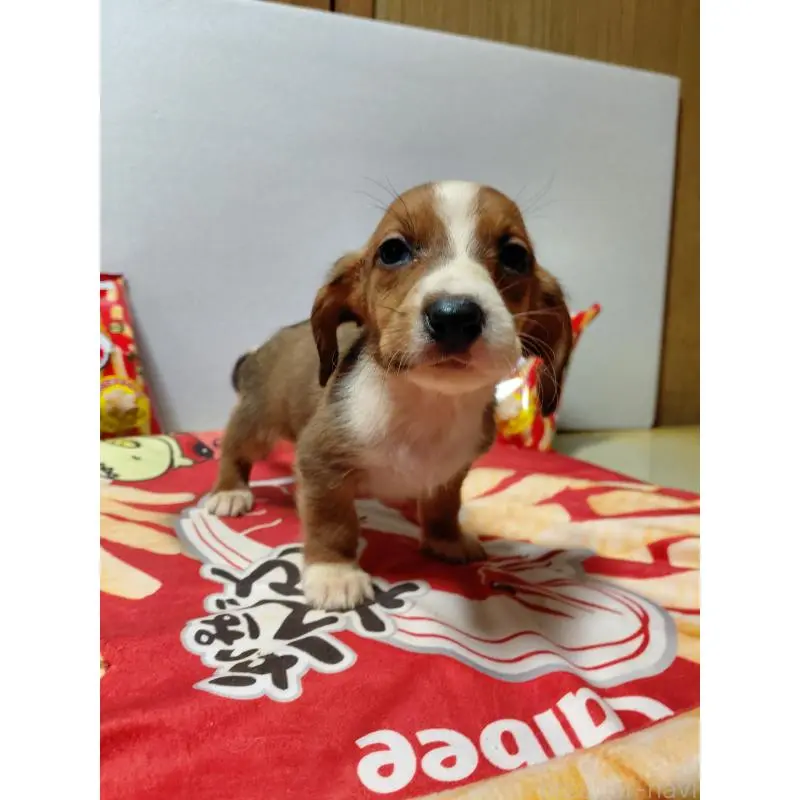 販売中の神奈川県のミックス犬-453335の11枚目