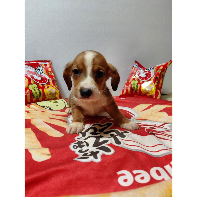 販売中の神奈川県のミックス犬-453335の10枚目