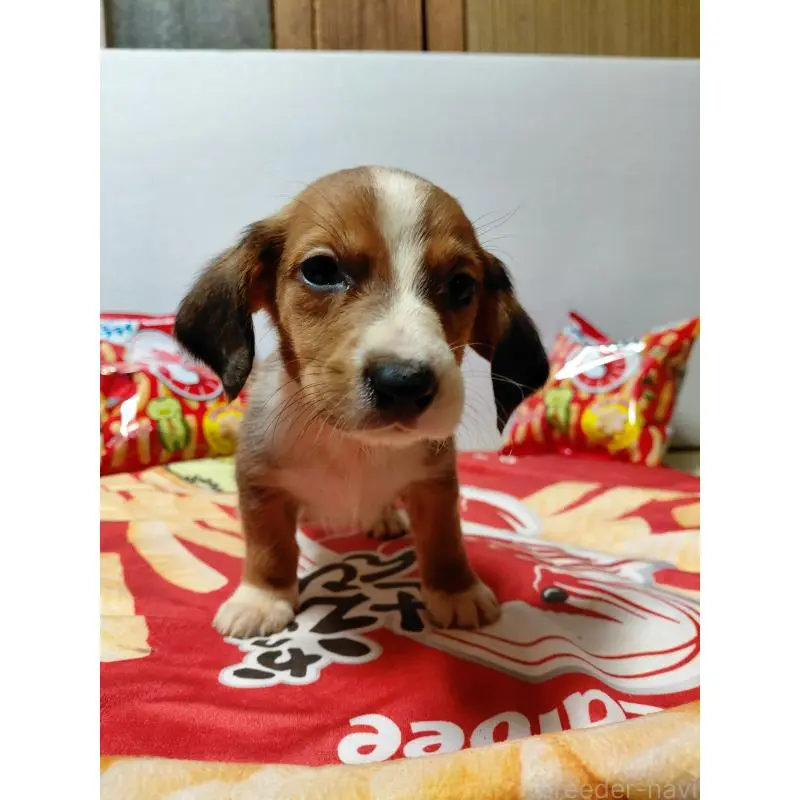 販売中の神奈川県のミックス犬-453335の8枚目