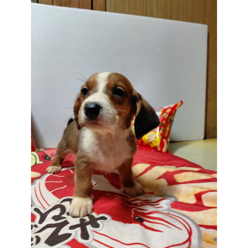 販売中の神奈川県のミックス犬-453335の7枚目