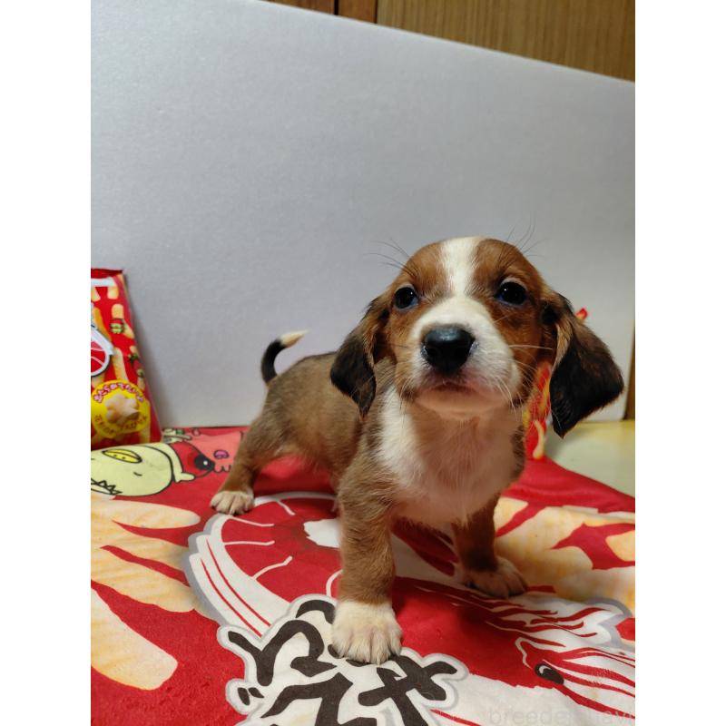 販売中の神奈川県のミックス犬-453335の6枚目