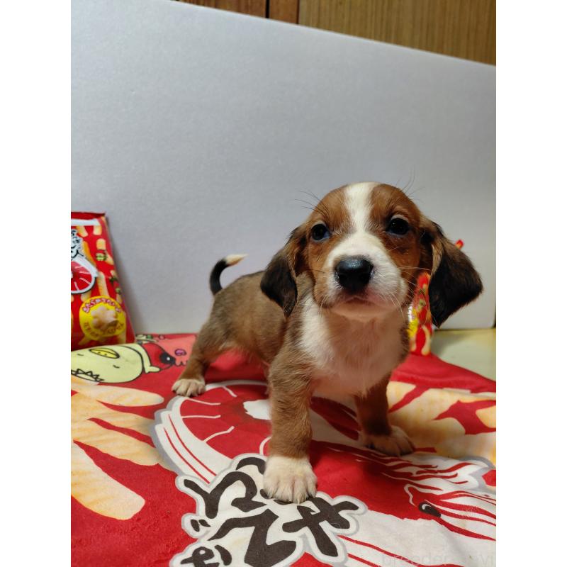 販売中の神奈川県のミックス犬-453335の5枚目