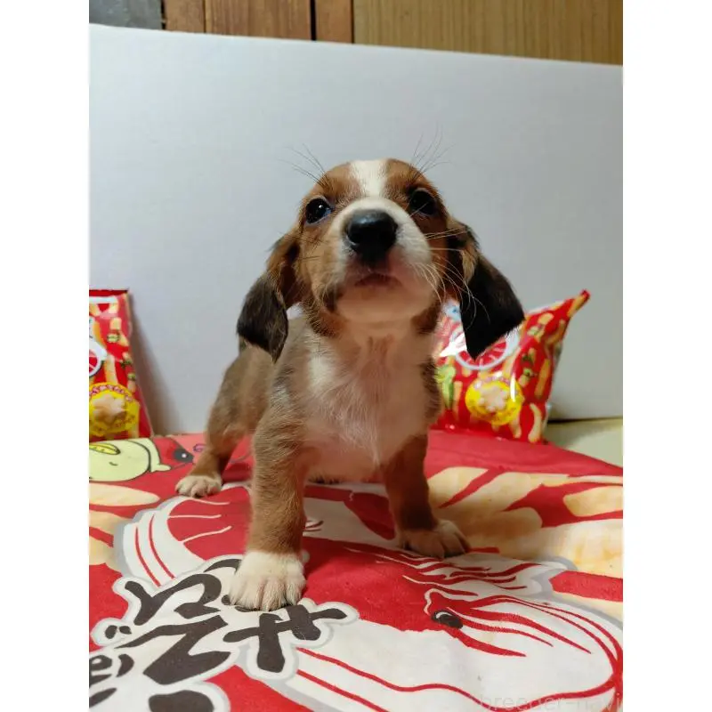 販売中の神奈川県のミックス犬-453335の4枚目