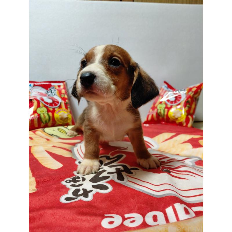 販売中の神奈川県のミックス犬-453335の3枚目