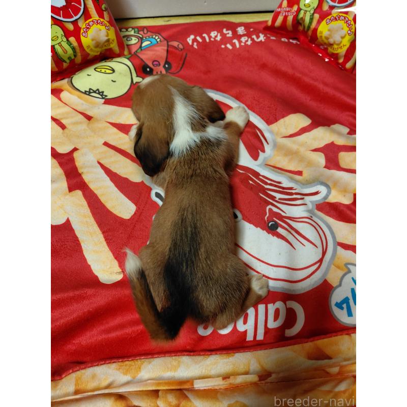 販売中の神奈川県のミックス犬-453335の2枚目