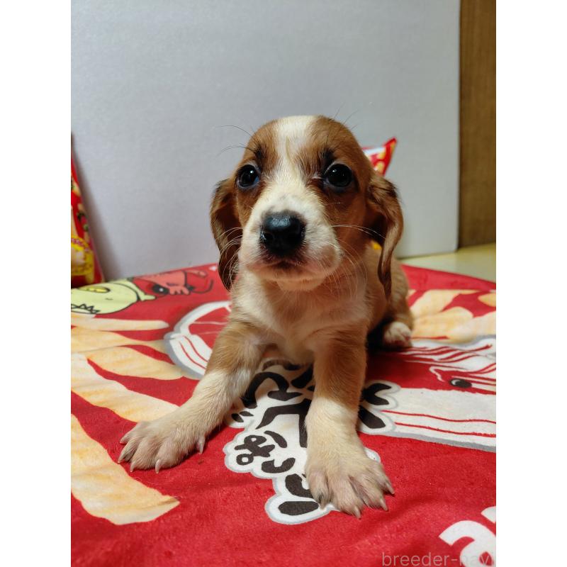 販売中の神奈川県のミックス犬-453336の15枚目