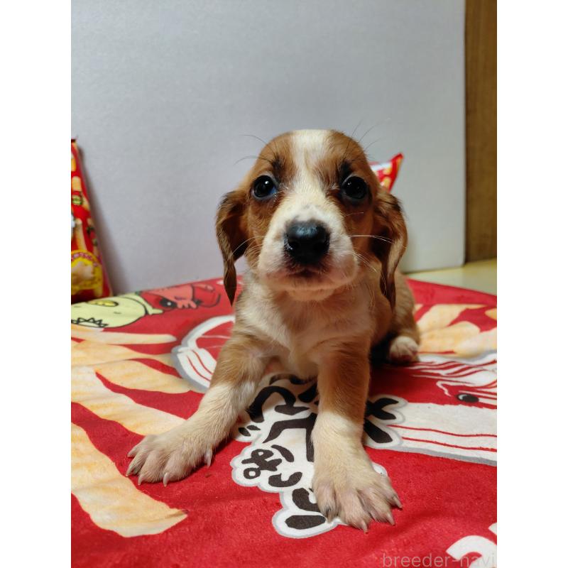 販売中の神奈川県のミックス犬-453336の13枚目