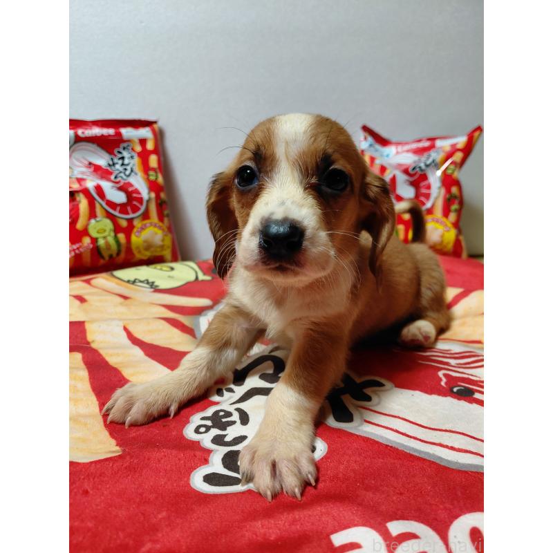 販売中の神奈川県のミックス犬-453336の12枚目