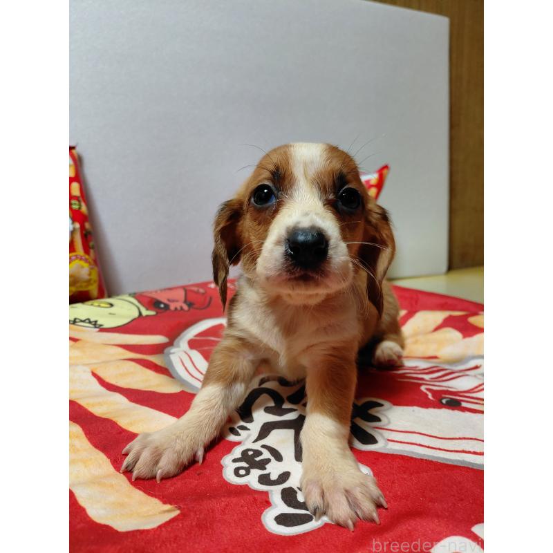 販売中の神奈川県のミックス犬-453336の11枚目