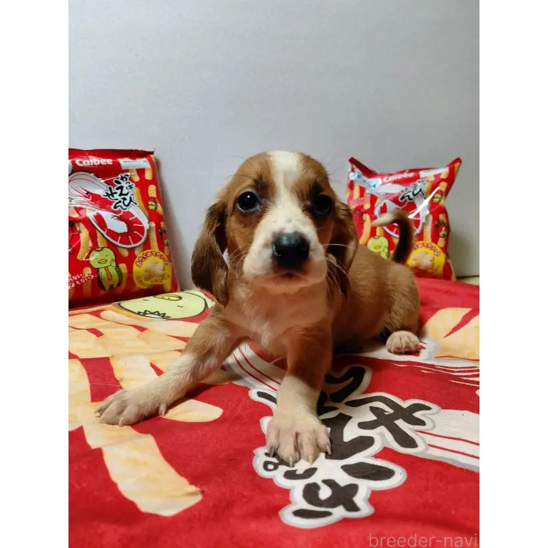 販売中の神奈川県のミックス犬-453336の10枚目