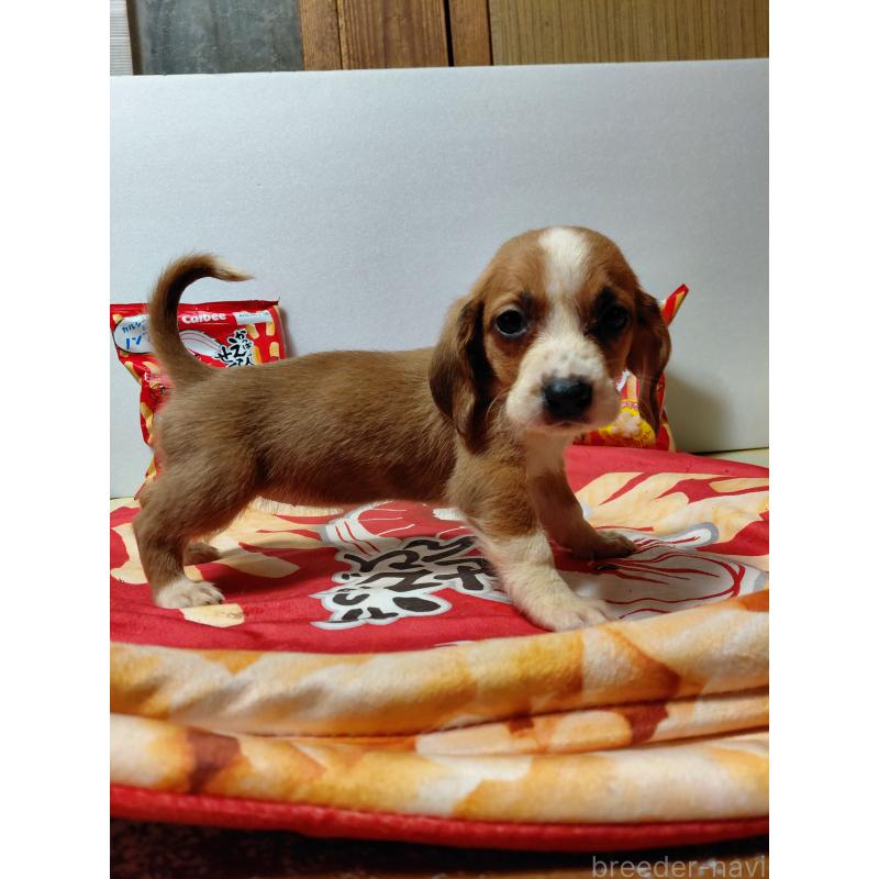 販売中の神奈川県のミックス犬-453336の9枚目