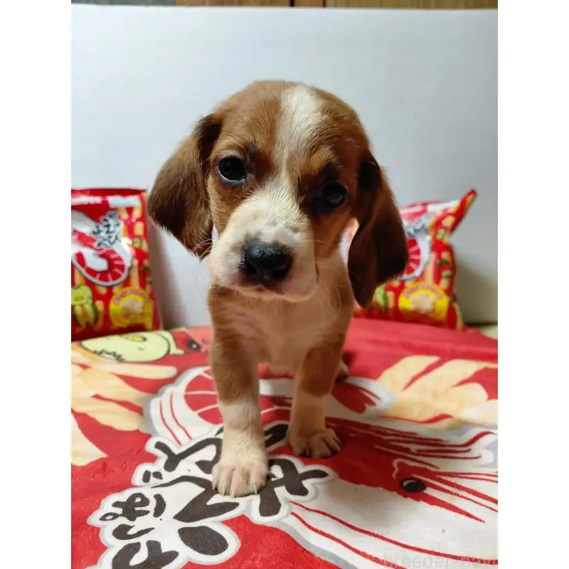 販売中の神奈川県のミックス犬-453336の8枚目