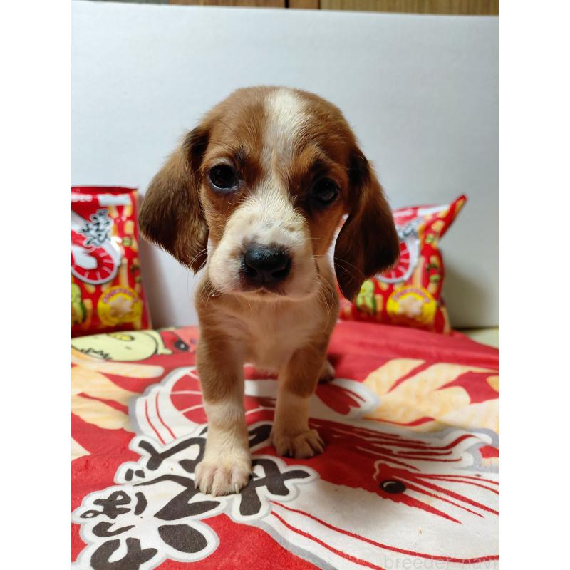 販売中の神奈川県のミックス犬-453336の7枚目