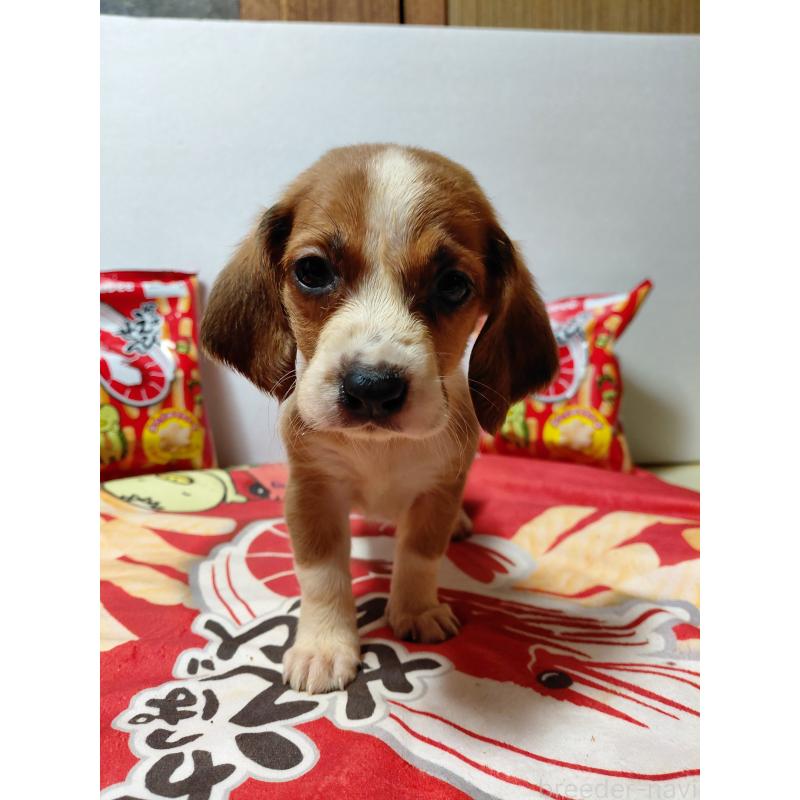 販売中の神奈川県のミックス犬-453336の6枚目