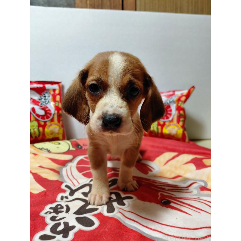 販売中の神奈川県のミックス犬-453336の5枚目