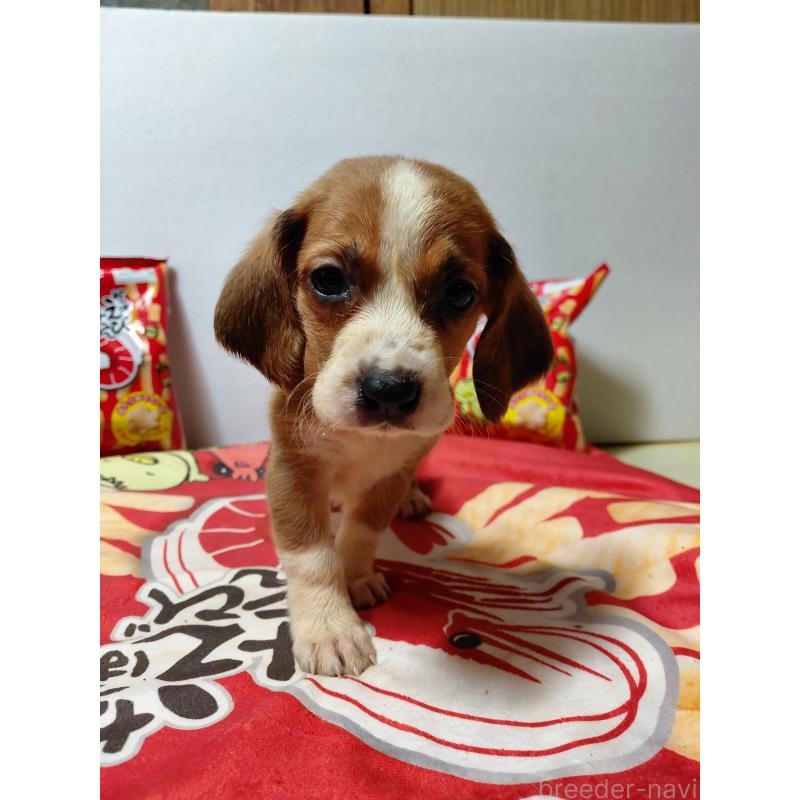 販売中の神奈川県のミックス犬-453336の4枚目