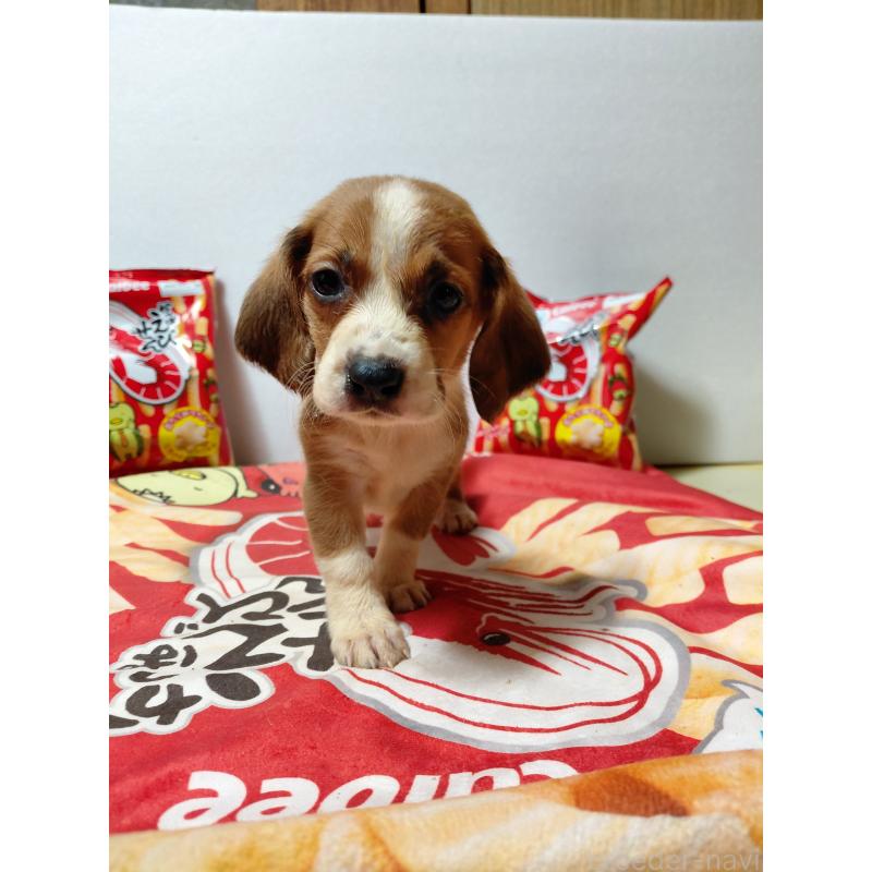 販売中の神奈川県のミックス犬-453336の3枚目