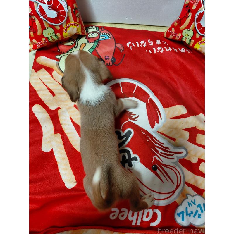 販売中の神奈川県のミックス犬-453336の2枚目