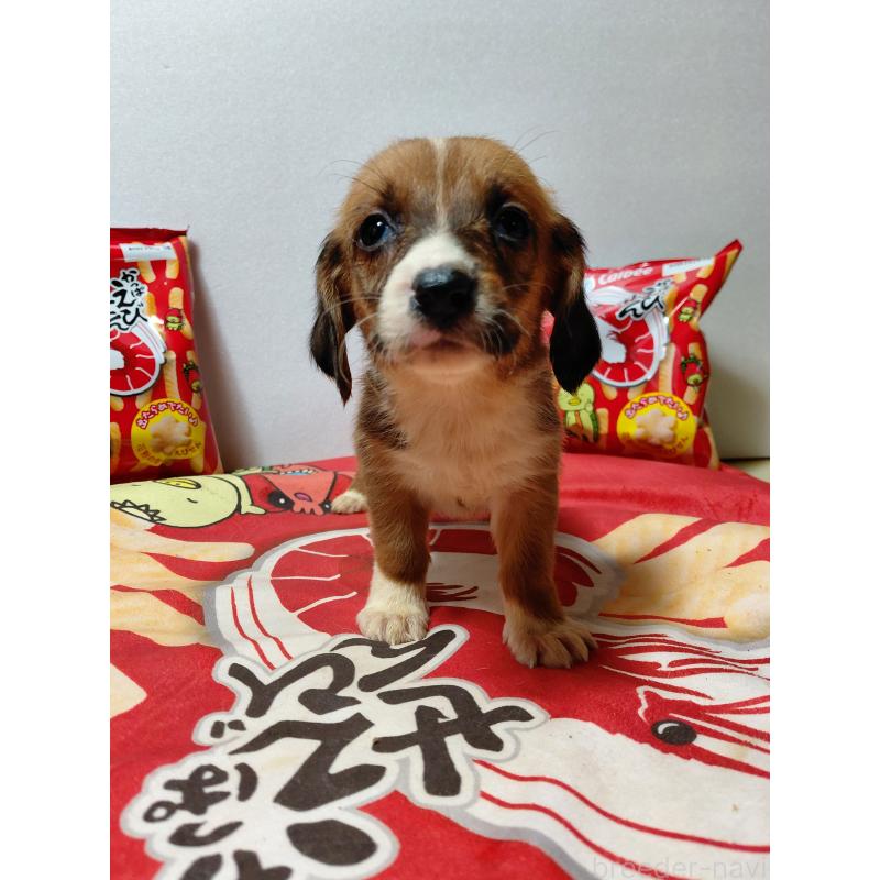 販売中の神奈川県のミックス犬-453337の13枚目