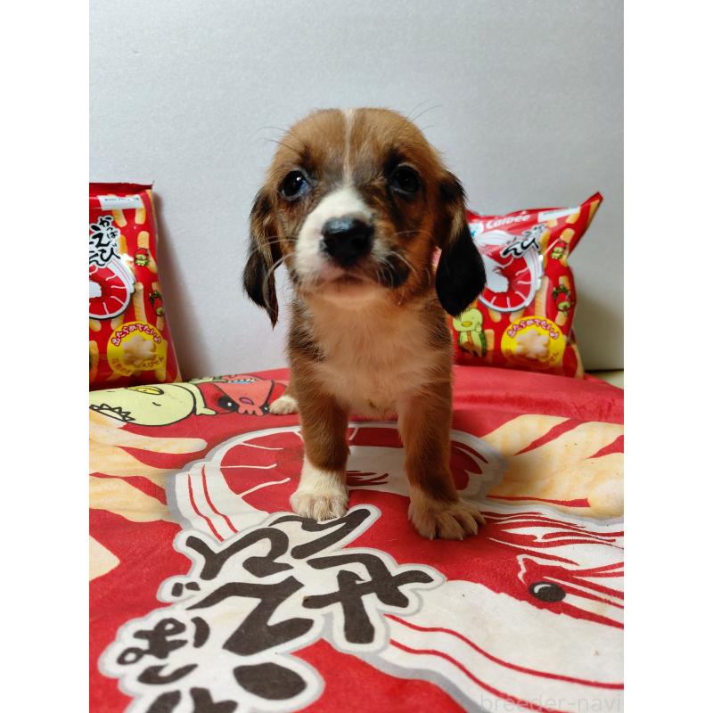 販売中の神奈川県のミックス犬-453337の12枚目