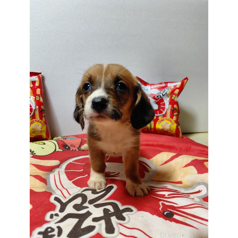 販売中の神奈川県のミックス犬-453337の11枚目