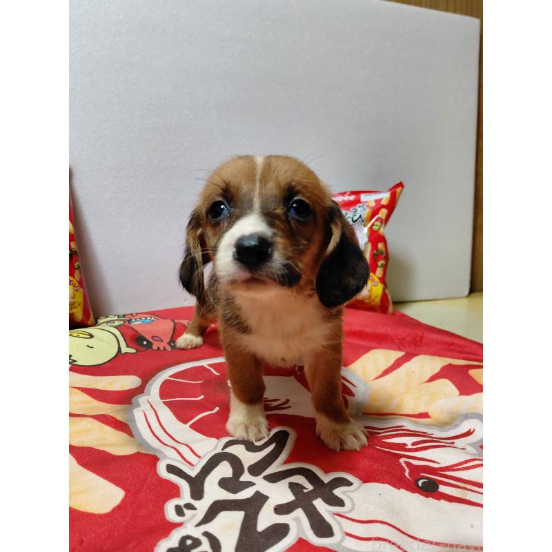 販売中の神奈川県のミックス犬-453337の10枚目