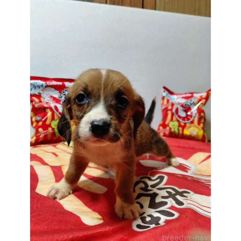 販売中の神奈川県のミックス犬-453337の8枚目